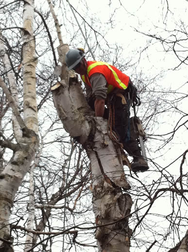 Image of an ETC climber in a tree